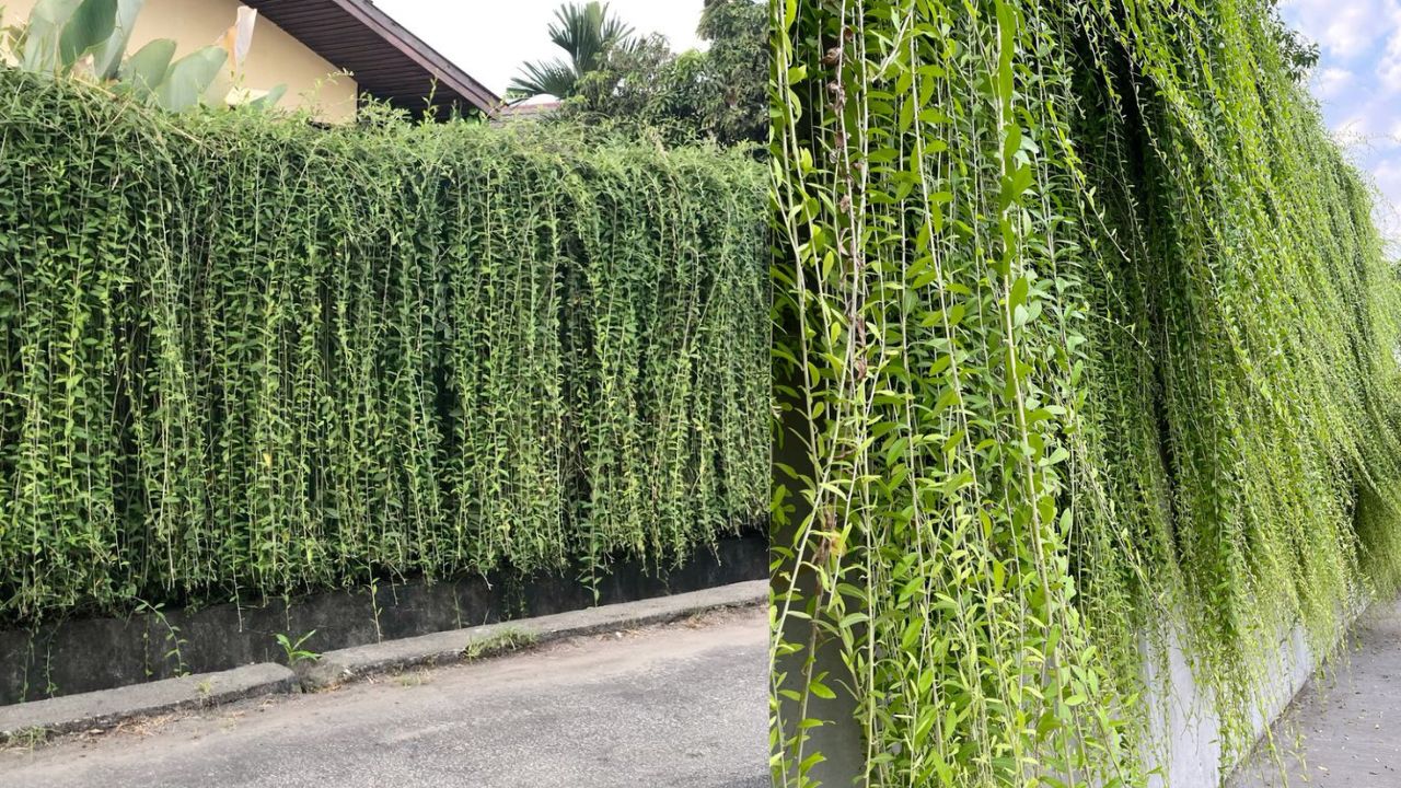 7 Tanaman Rambat Dinding yang Estetik dan Instagrammable, Rumah Makin ...