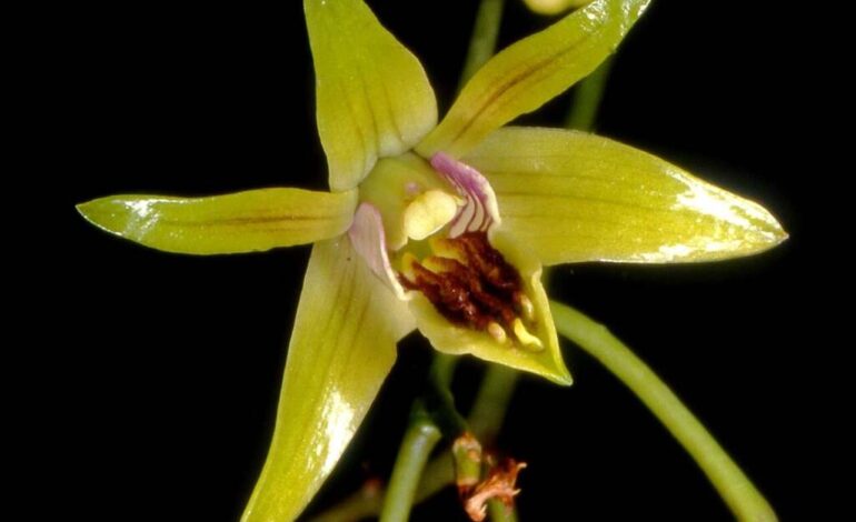 anggrek dendrobium