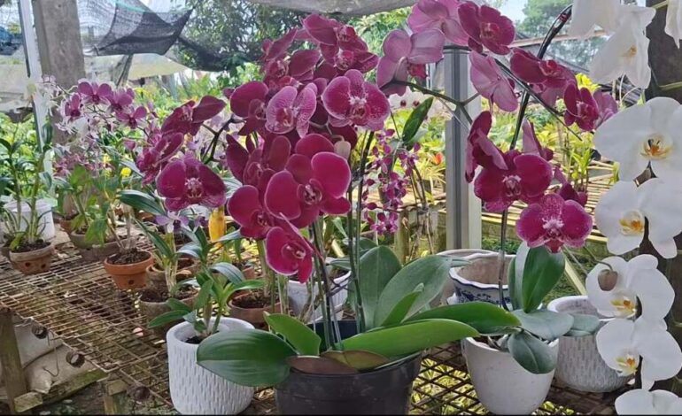 Taman Bunga Anggrek Mijen Semarang