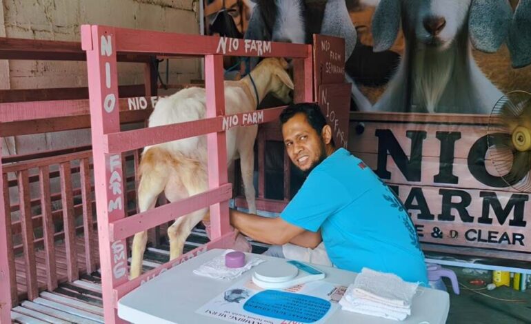 Potret Owner Nio Farm saat memanen susu kambing segar di area peternakan kambing Semarang.