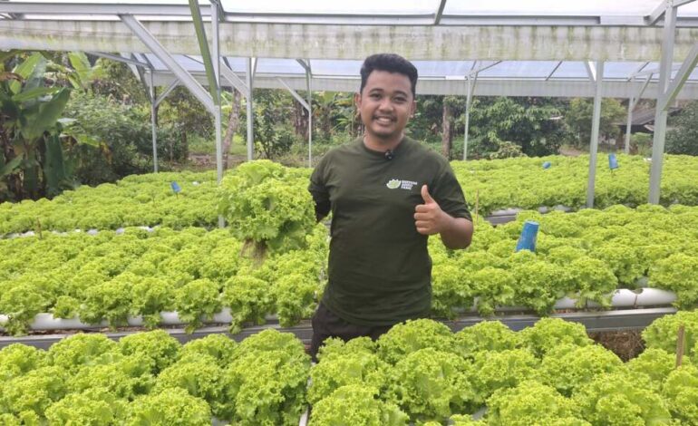 Petani Muda Panen 4 Ton Sayur Segar Hidroponik, Tembus Ritel Modern dengan Omset Ratusan Juta