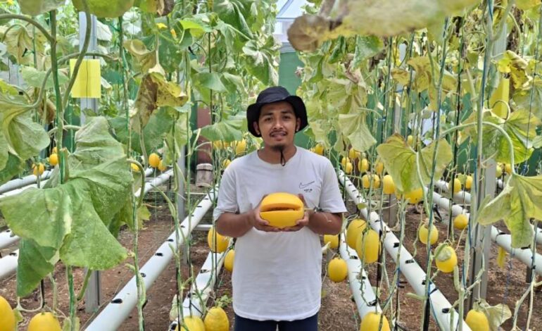 petani melon hidroponik