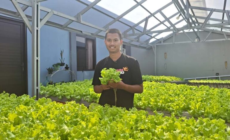 Arif Aditya Nur Pratama, owner Sequence Hydrofarm, menunjukkan kualitas panen selada belanda dari instalasi hidroponik nft miliknya.