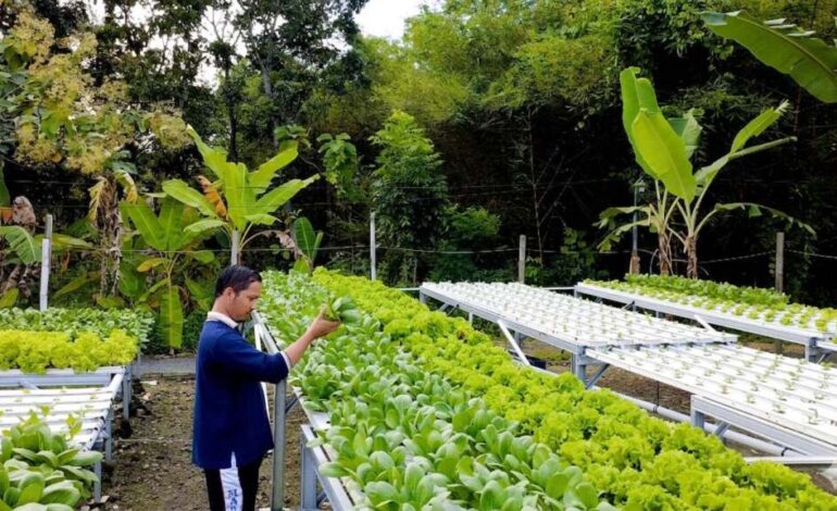 Kebun Hidroponik Semarang