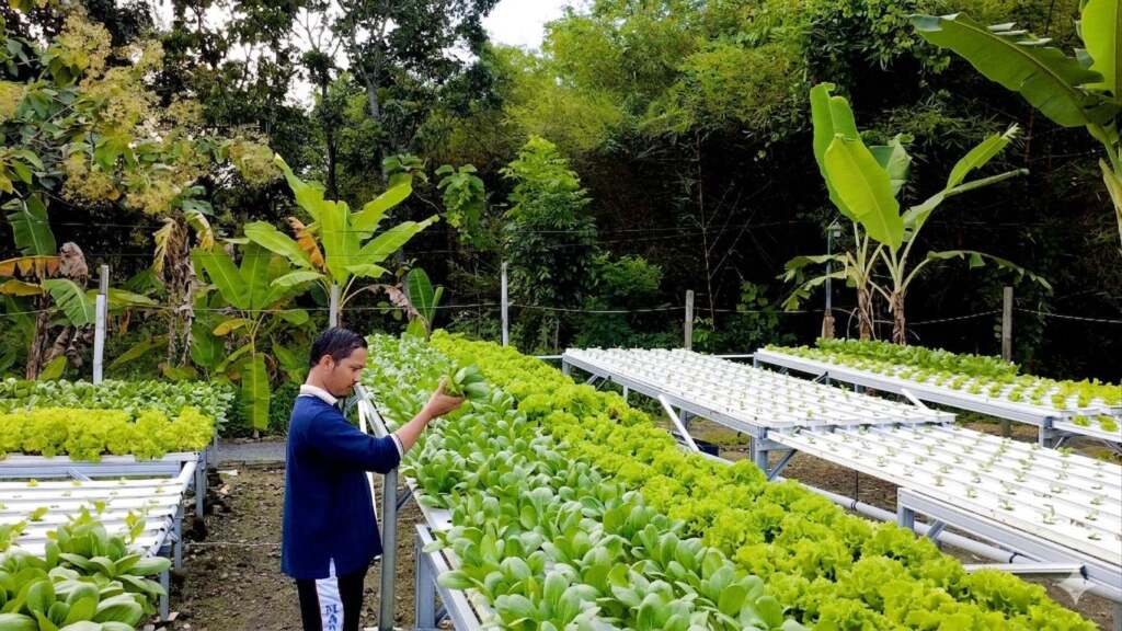 Kisah Ahmad Farm: Gagal Ternak Lele dan Entok Kini Sukses Lewat Sayuran Hidroponik, Omset Tembus 2 Kali UMR