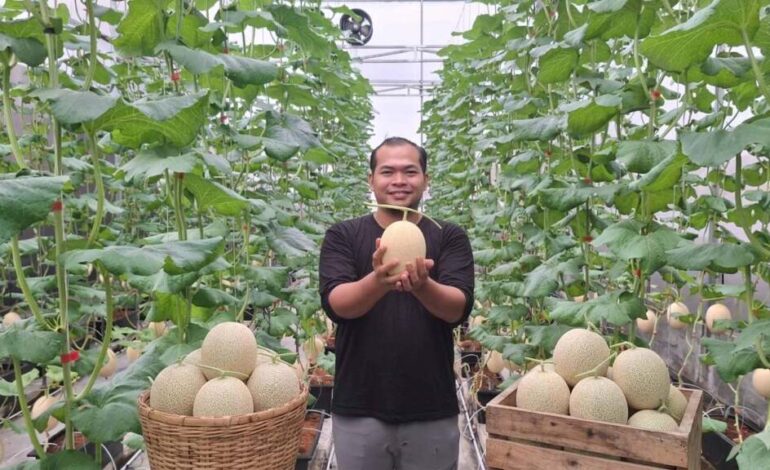 Sarjana Hukum Budidaya Melon Kerajaan Jepang di Rooftop: Harga Rp150 Ribu, Ludes Sebelum Panen!