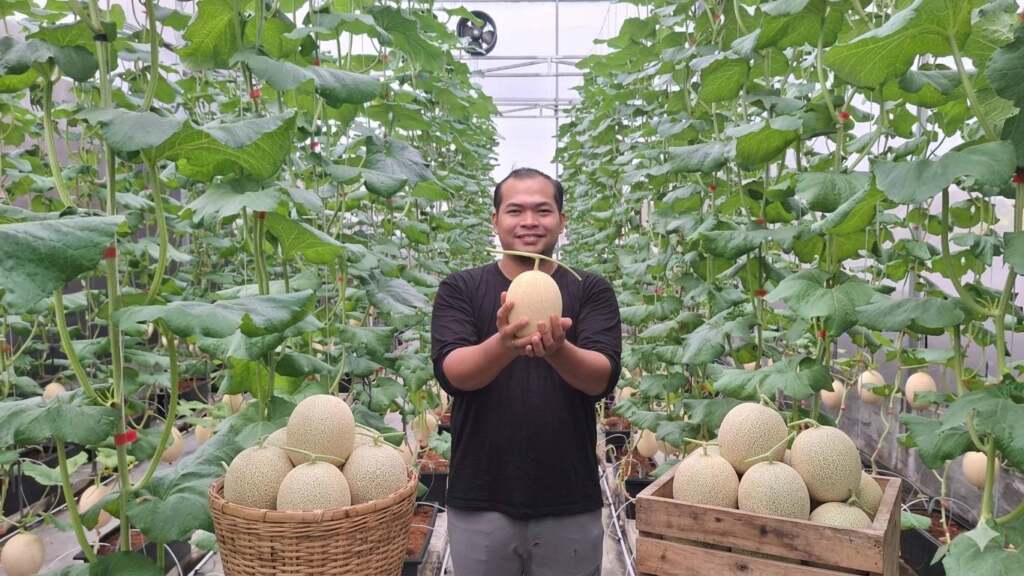 Sarjana Hukum Budidaya Melon Kerajaan Jepang di Rooftop: Harga Rp150 Ribu, Ludes Sebelum Panen!