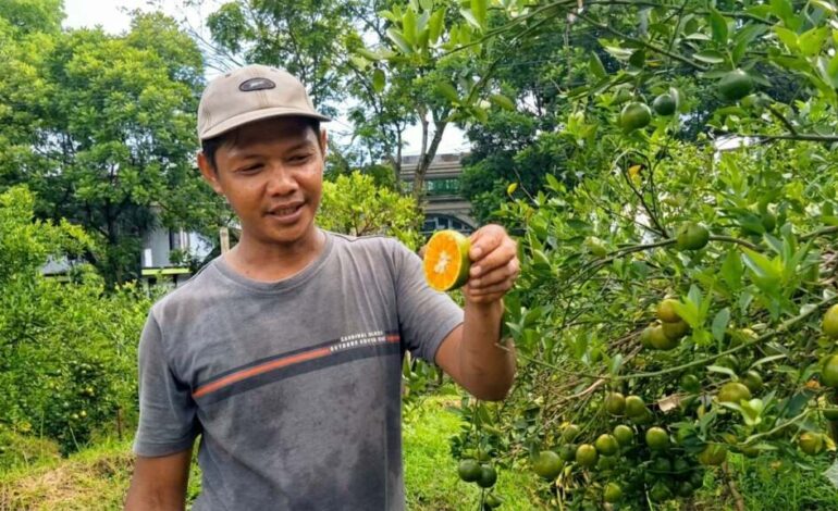 Petani Jeruk Salatiga