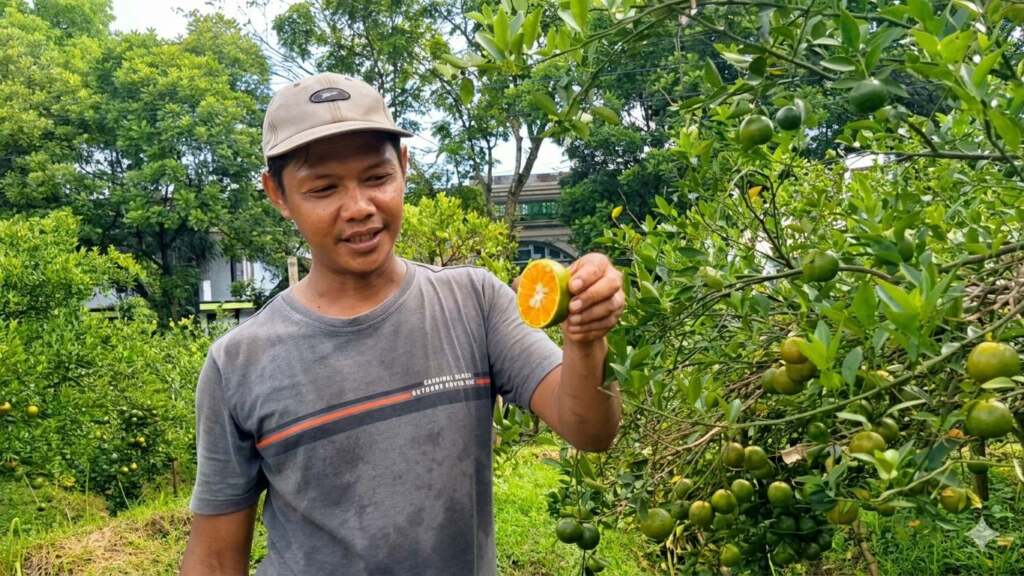 Kisah Petani Muda Lulusan Teknik Sukses Bisnis Jeruk Siam Madu Berbuah Lebat hingga 1 Kuintal per Pohon