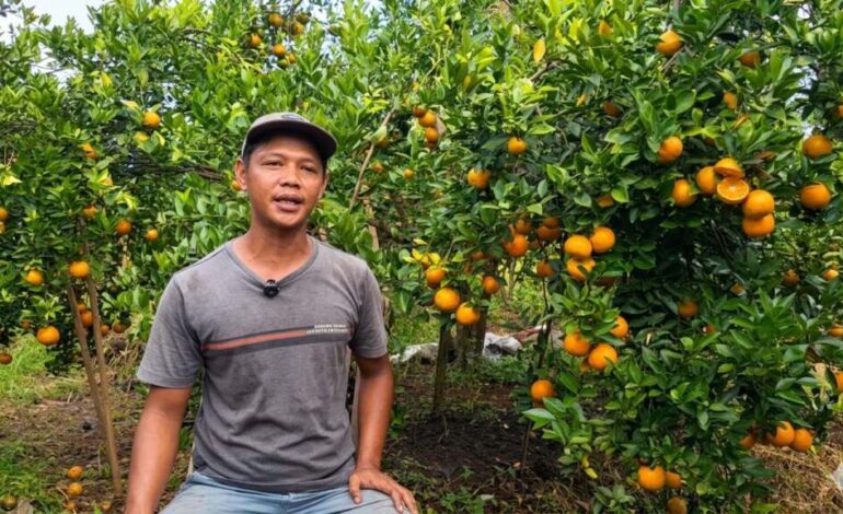 Petani Jeruk Siam Madu Salatiga