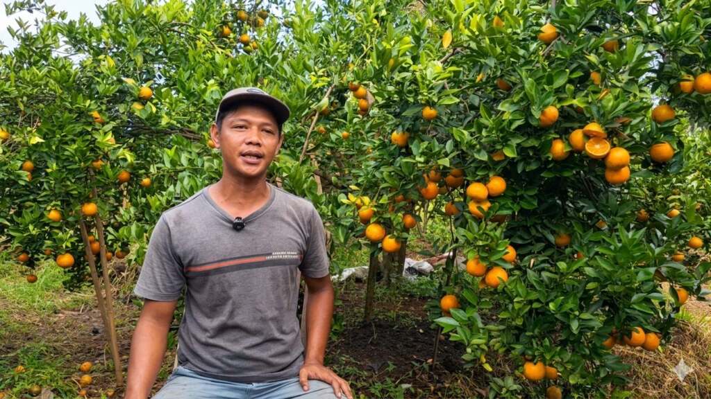 Lulusan Teknik jadi Petani Jeruk Siam Madu: 1 Pohon Tembus 1 Kuintal, Omzet Miliaran per Tahun