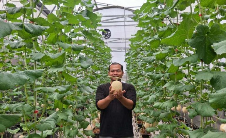 petani melon hidroponik