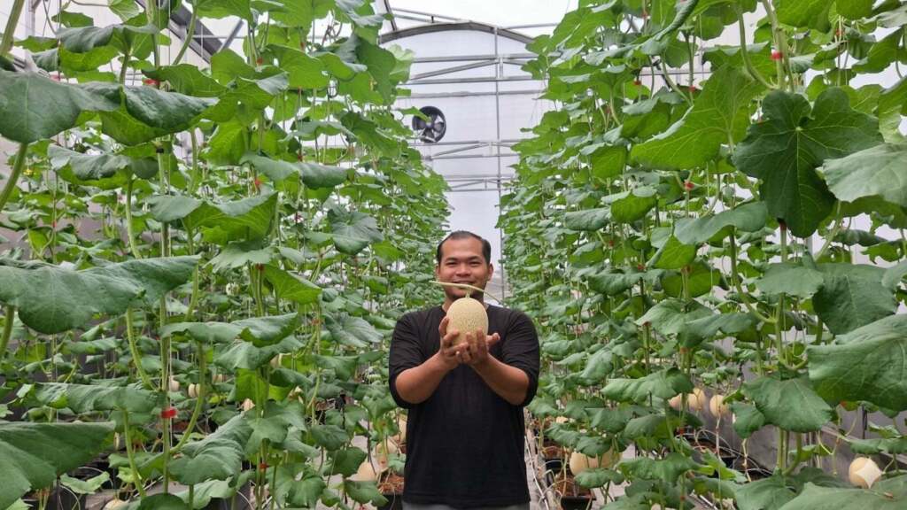 Cuan dari Rooftop! Tanam Melon Jepang Hidroponik Seharga Ratusan Ribu, Laris Sebelum Panen