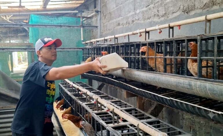 Kisah Peternak Ayam KUB dan Elba: dari Head Perbankan ke Kandang Ayam demi Hidup Berkah