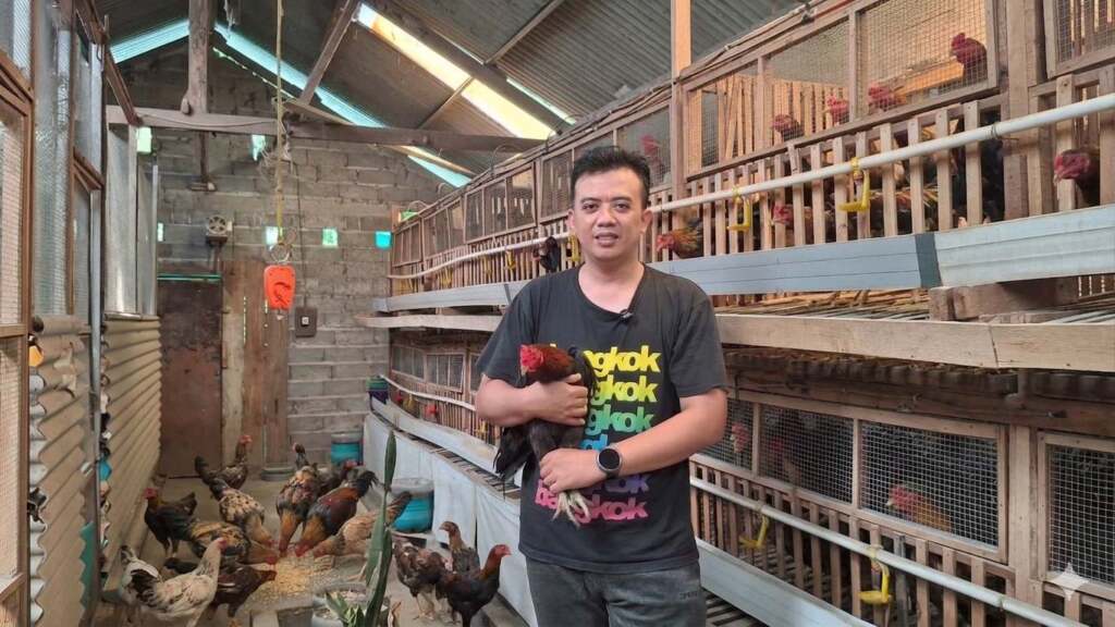 Resign dari Head Marketing Perbankan, Pilih Ternak Ayam KUB dan Elba demi Hidup Lebih Berkah