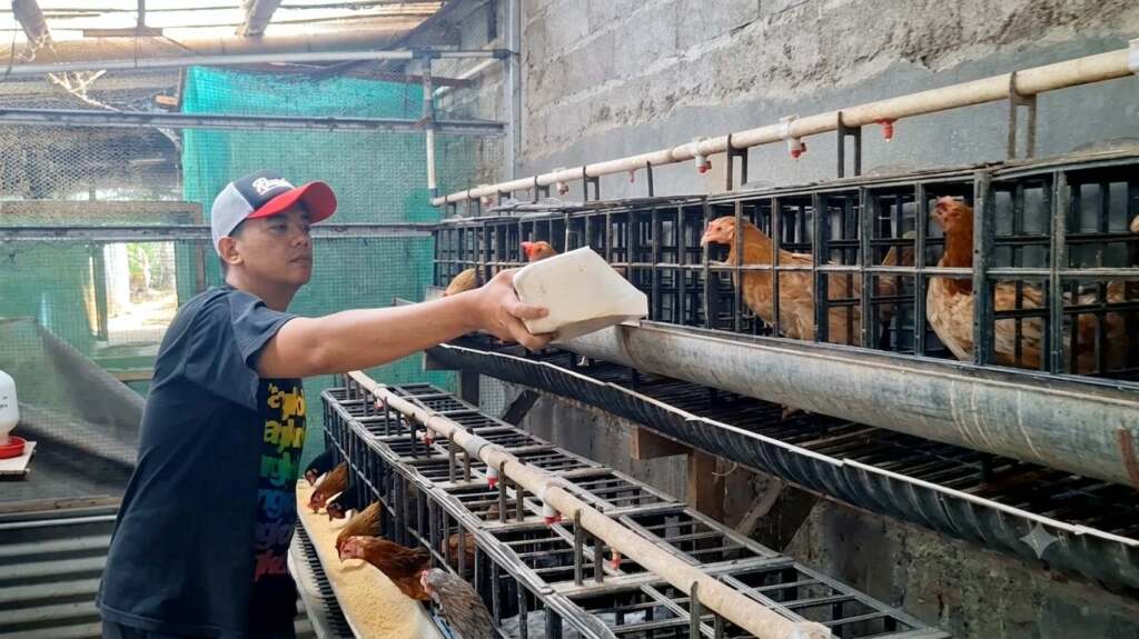 Kisah Peternak Ayam KUB dan Elba: dari Head Perbankan ke Kandang Ayam demi Hidup Berkah