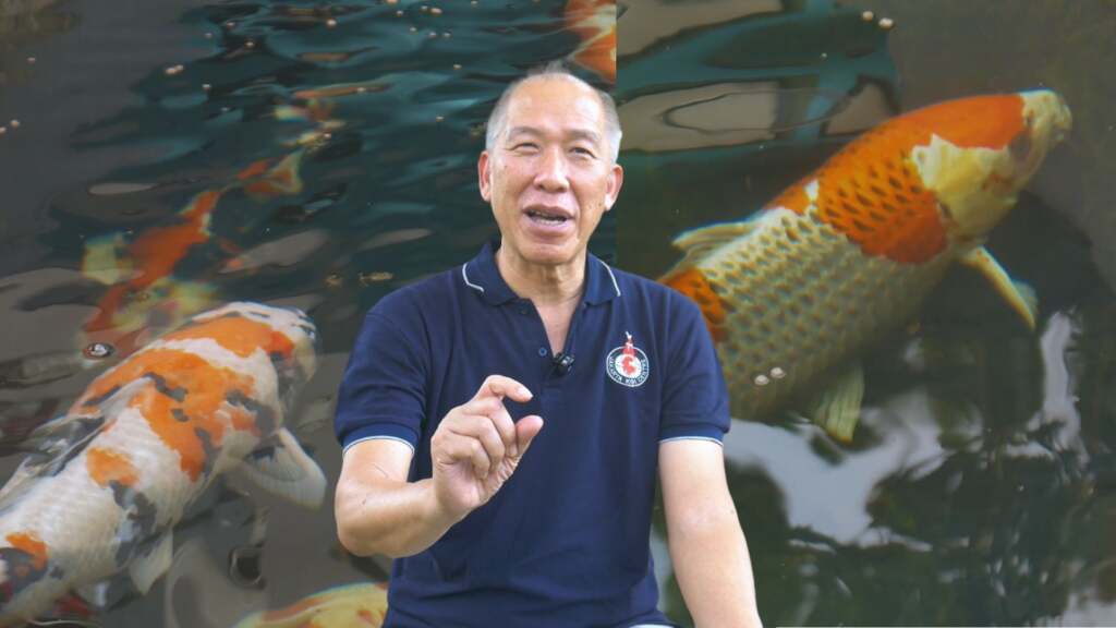 Rahasia Bisnis Ikan Koi Import Jepang Sejak 1998! Dari Hobi jadi Omzet Ratusan Juta per Bulan