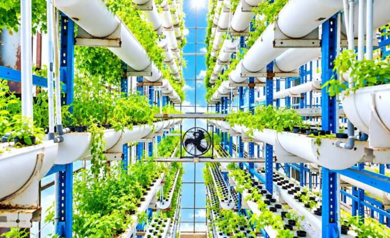 Perusahaan IT Garap Kebun Hidroponik Tertinggi di Indonesia: Canggih Pakai IoT, Panen 2 Ton Sayur Sebulan