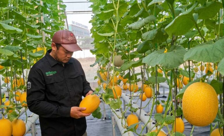 Melon Hidroponik Unimus