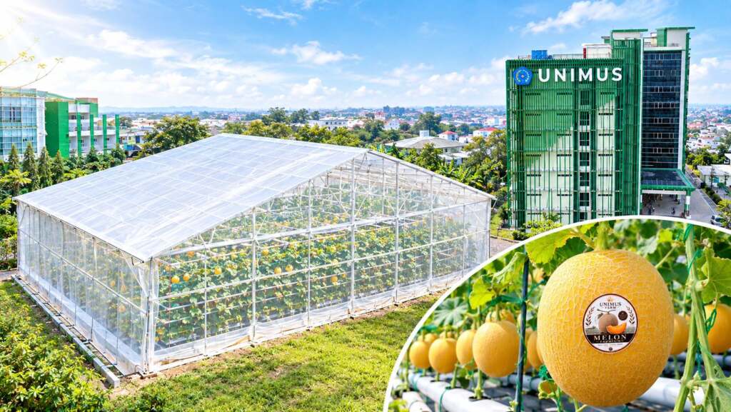 Kampus Muhammadiyah Kembangkan Kebun Melon Hidroponik Premium, Raup Omzet Puluhan Juta